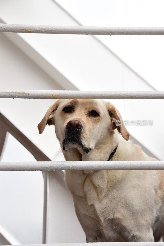 船上甲板上的拉布拉多寻回犬