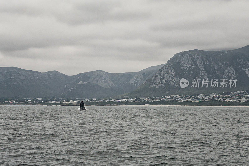 在南非Hermanus观看跳鲸