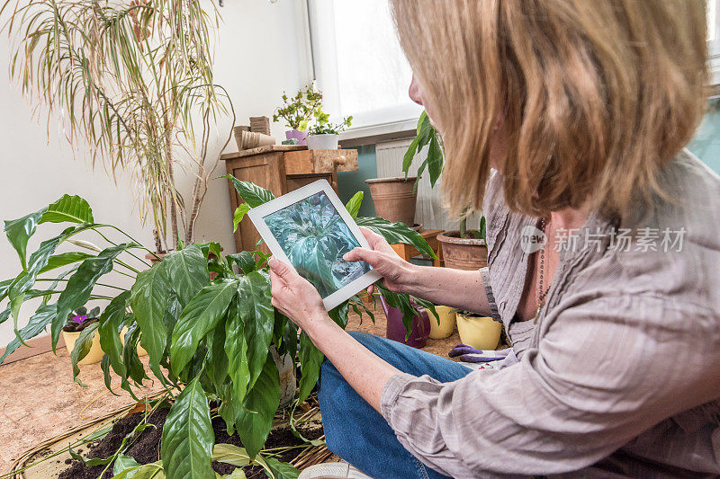 女性在照料室内植物和平百合时使用数码片