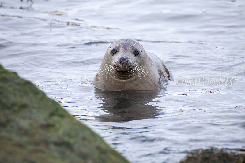 不列颠群岛海岸的灰海豹