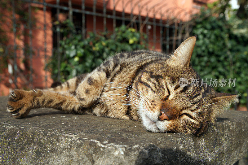 虎斑流浪猫躺着