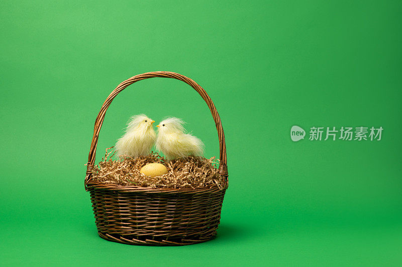 小鸡在复活节篮子里筑巢