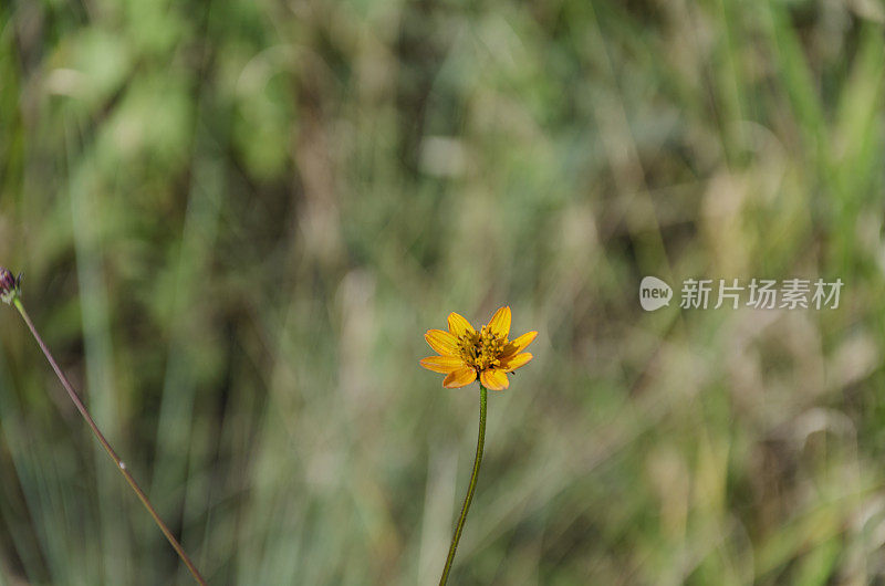 大草原的花:菊科