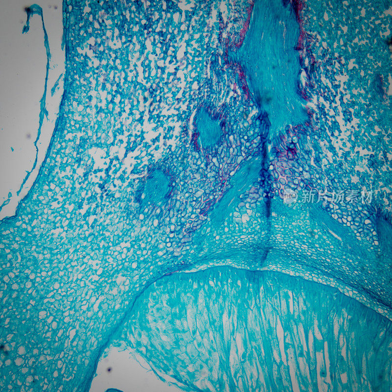 显微镜玉米胚
