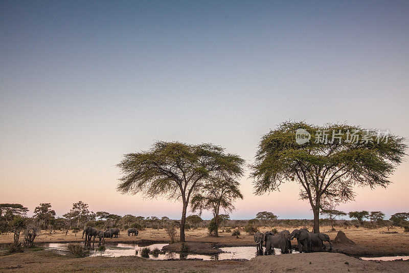 黄昏的时候，大象们在水坑周围走动