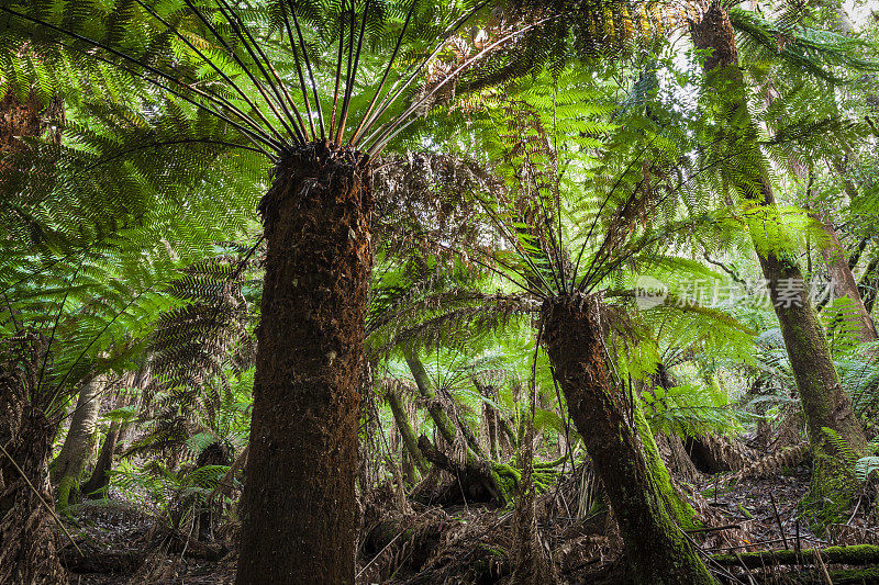 塔斯马尼亚州菲尔德山国家公园的热带森林。Australi