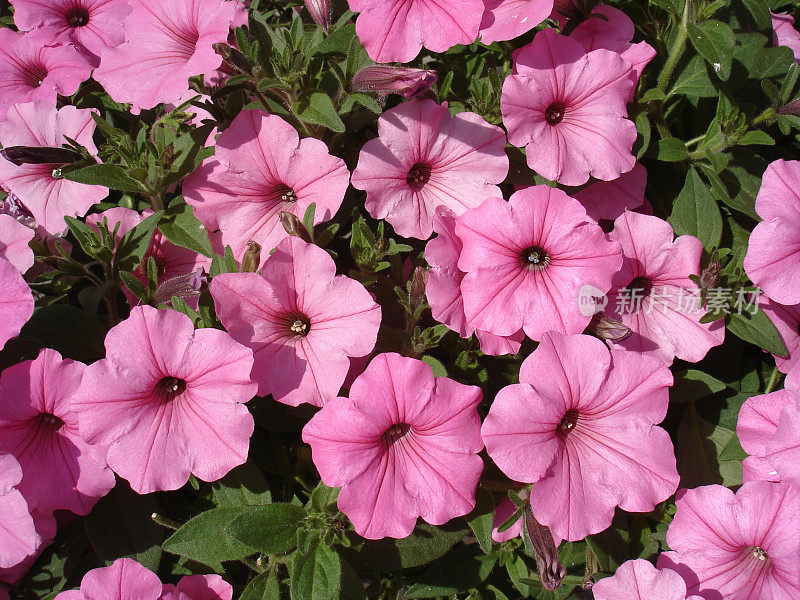 矮牵牛花覆盖着粉红色的大型开花植物。