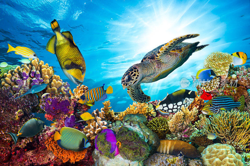 色彩斑斓的珊瑚礁有许多鱼类