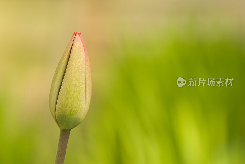 郁金香芽