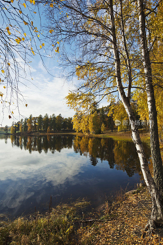 秋天，静静的湖边有一棵黄桦树。