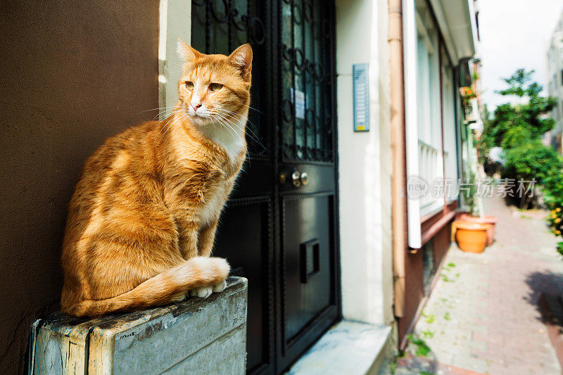 伊斯坦布尔街头的猫栖息在邮箱上