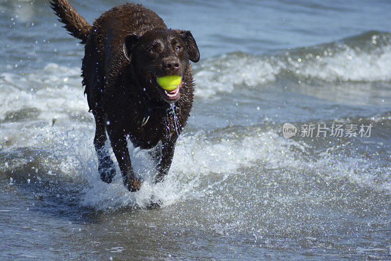 在海洋的狗海滩上的棕色拉布拉多寻回犬