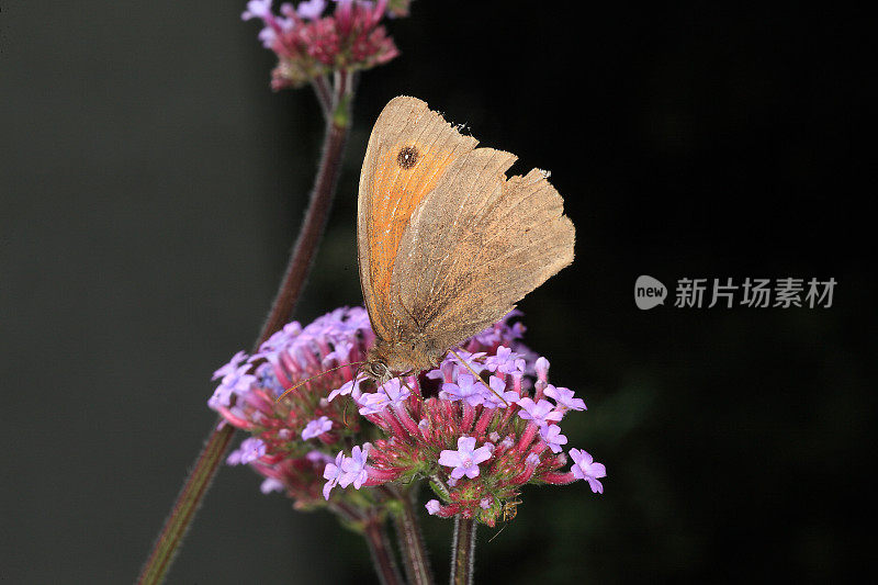 草甸棕蝶