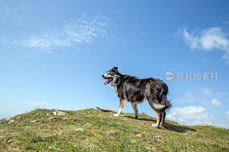 边境牧羊犬走在长满草的岬角上