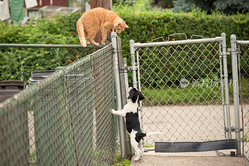 野猫VS小狗