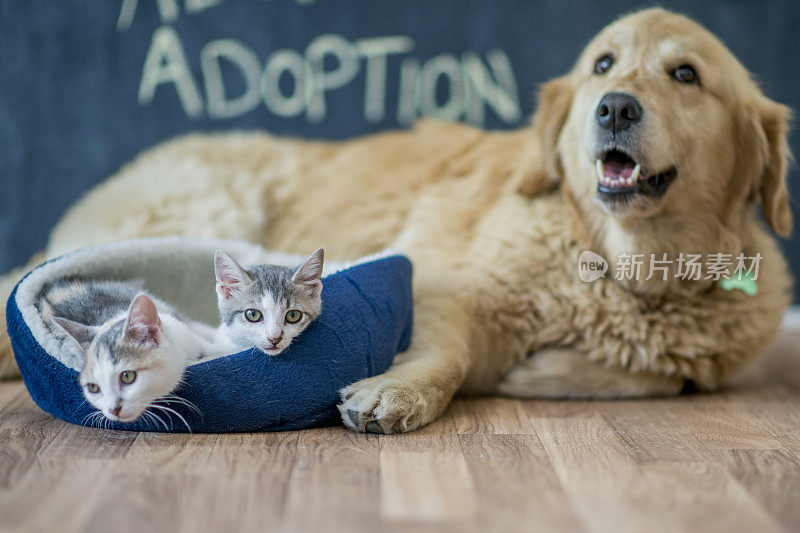 小猫们坐在金毛猎犬旁