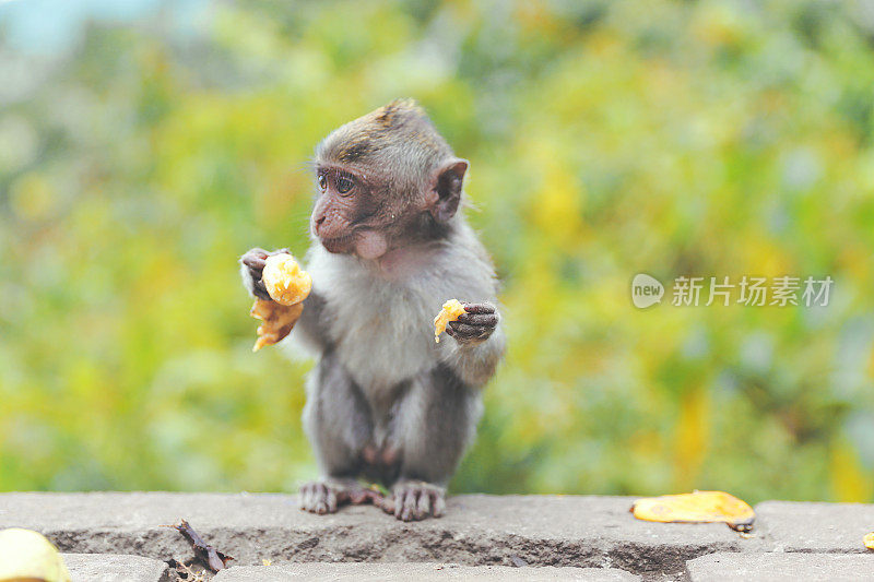 可爱的小猴子在巴厘岛吃香蕉