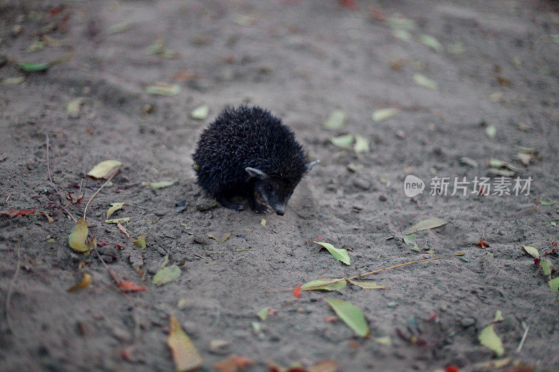 黑鼠(豪猪)