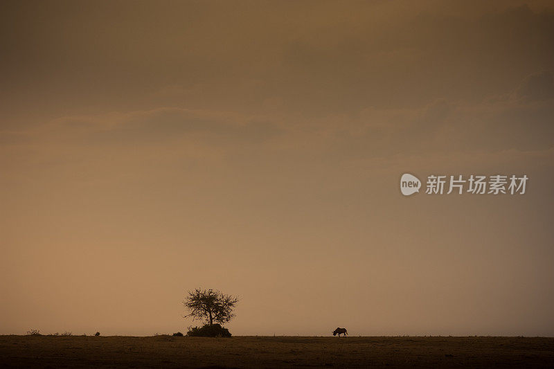 日落时分，孤独的野牛在非洲大草原上吃草