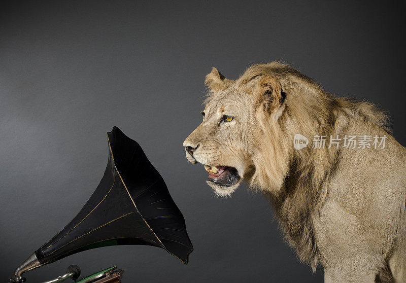 狮子在听留声机
