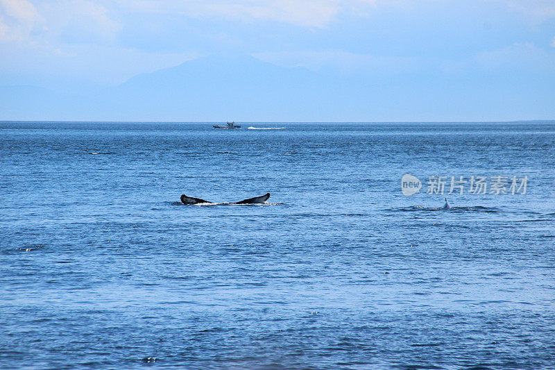 座头鲸的尾巴尖端