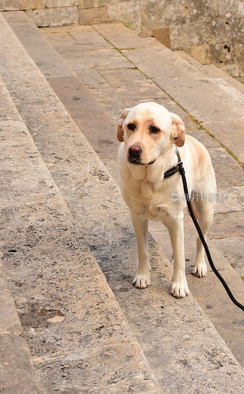 圣吉米尼亚诺的拉布拉多寻回犬