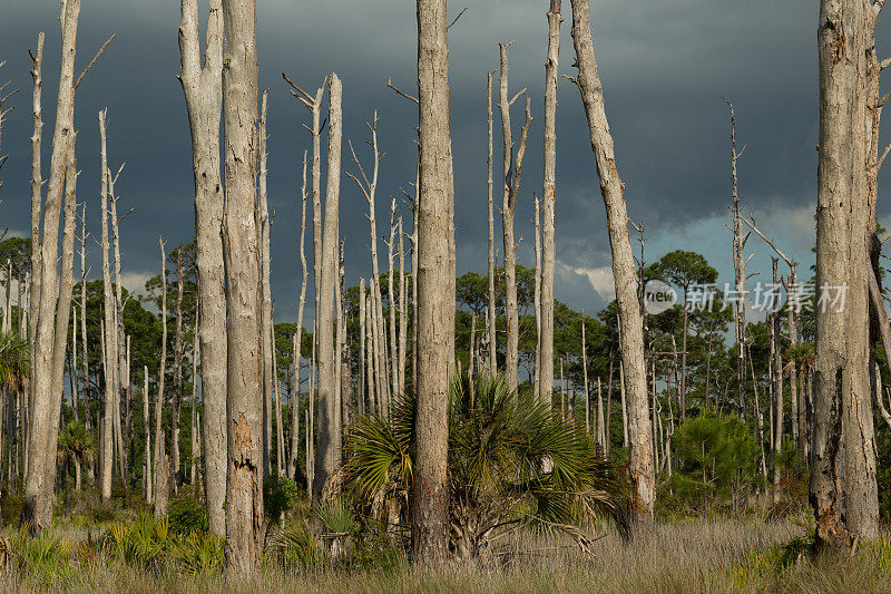 死树圣马克国家野生动物保护区