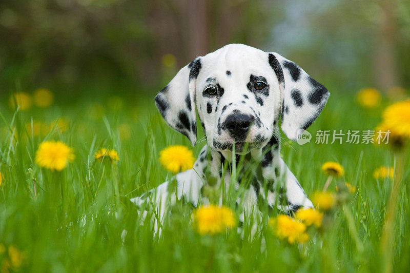 一只斑点狗在开着黄花的田野里