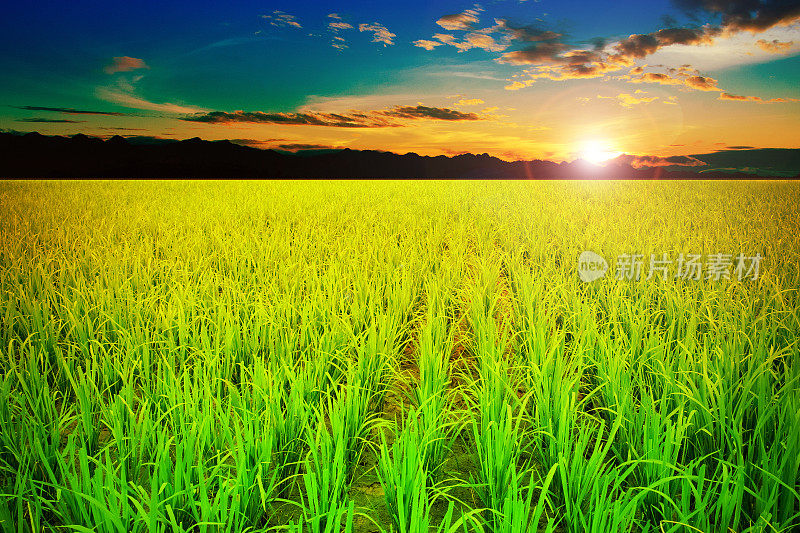 稻谷日落农场风景天空美丽的田野