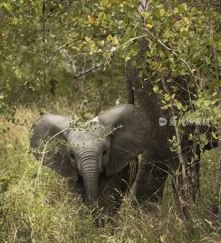 小象在灌木丛中竖起耳朵