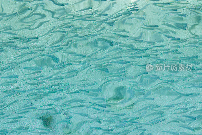 水的模式-蓝绿色和许多鱼