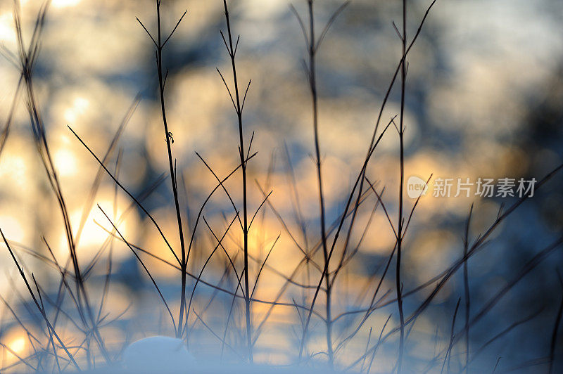 灌木丛的树枝在雪中