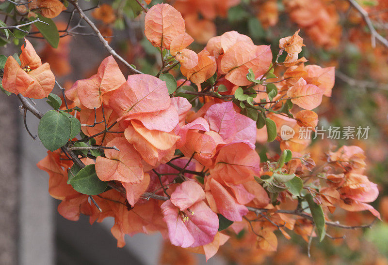 九重葛(九重葛)橙色花