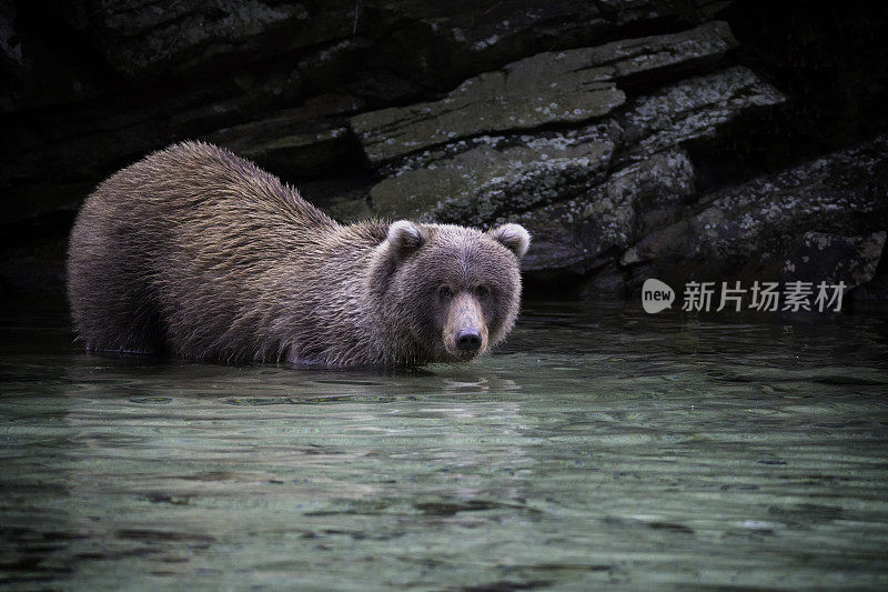 沿海棕熊