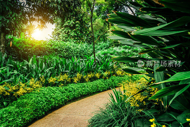 新加坡植物园的小路