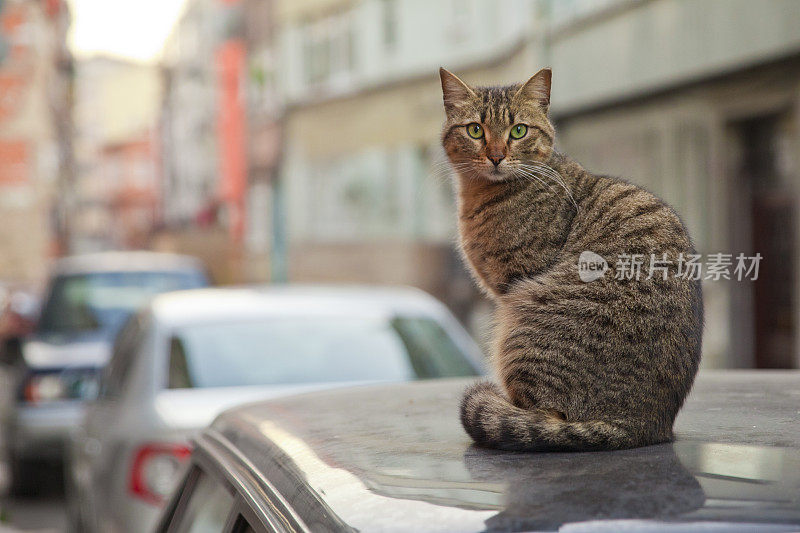 伊斯坦布尔的猫