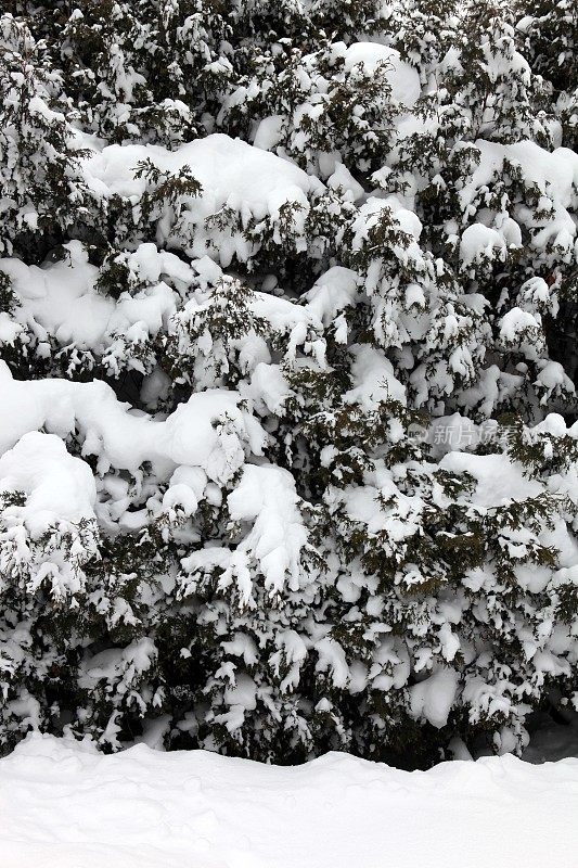 雪覆盖的雪松