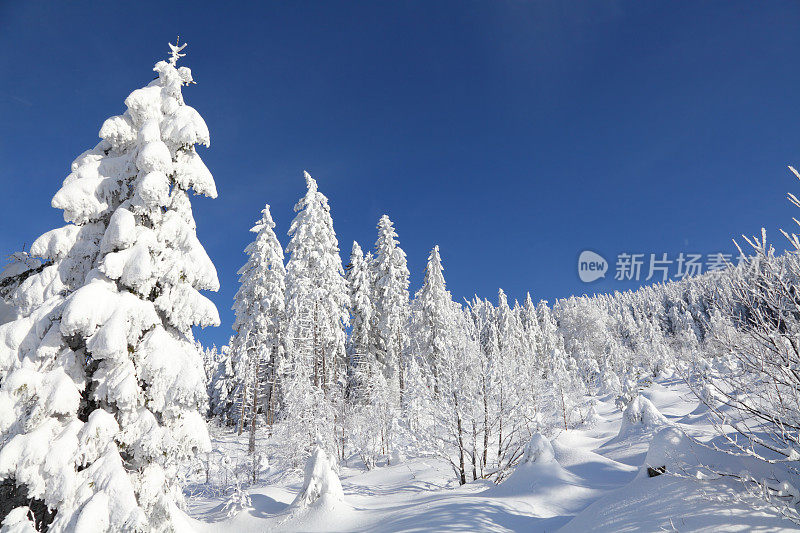 冬天的一天，蓝蓝的天空下着雪白的冷杉