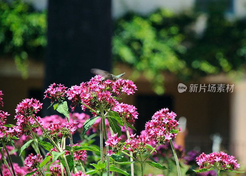 蜂鸟在院子里