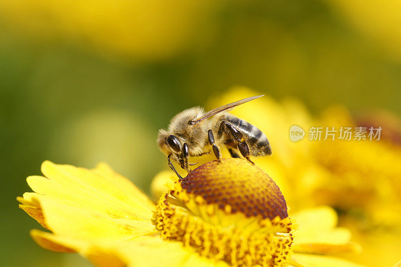 蜜蜂在黄色的阳光新娘上