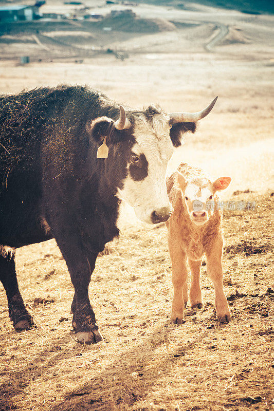 蒙大拿州大草原上，黑母有角母牛守护着小牛犊