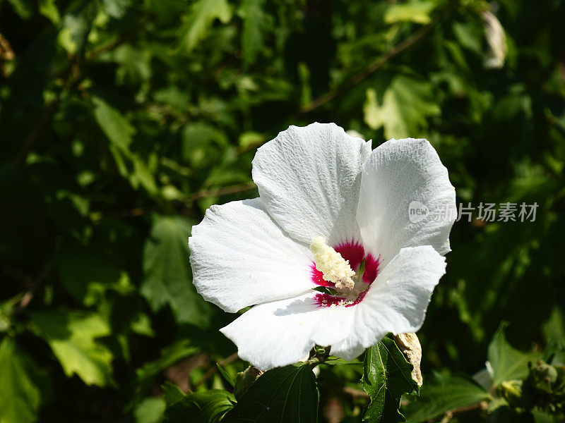 花园里的芙蓉花