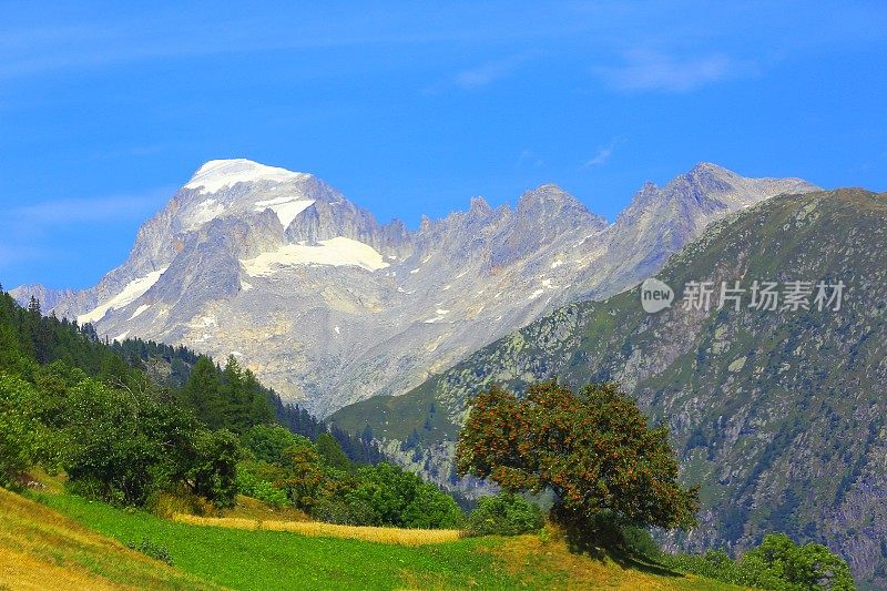 田园诗般的草地，孤独的树，上恩加丁山谷:瑞士阿尔卑斯山