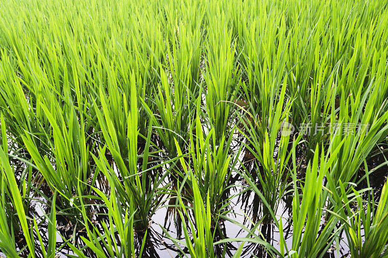 增长的大米