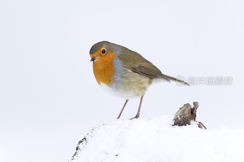 罗宾(红心rubecula)