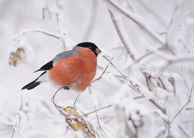 白雪皑皑的树枝上的红腹灰雀。