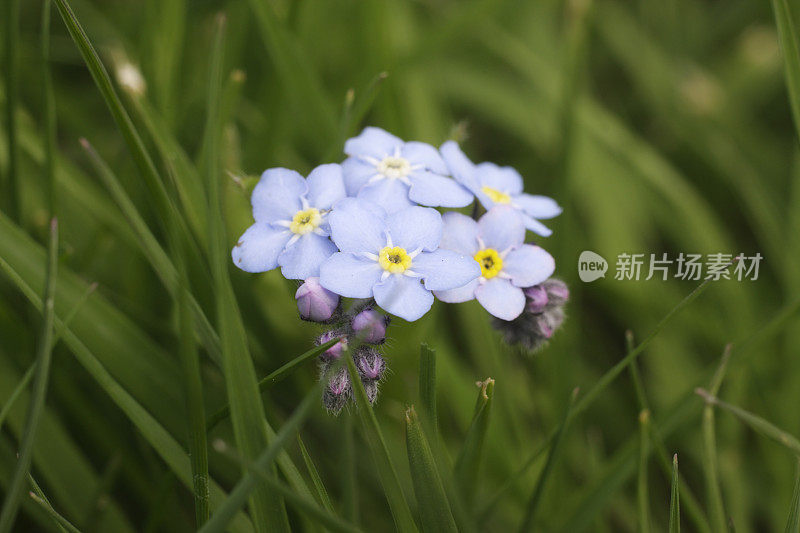 天蓝木勿忘我野花近了