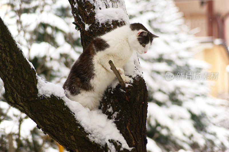 猫和小猫