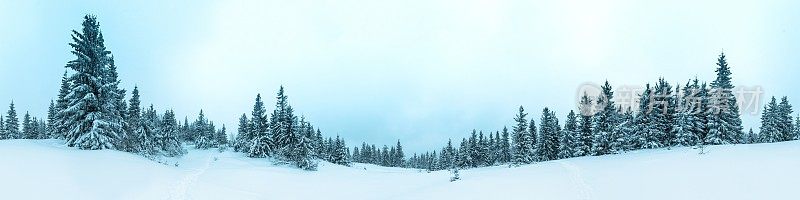 美丽的冬季景观和白雪覆盖的树木