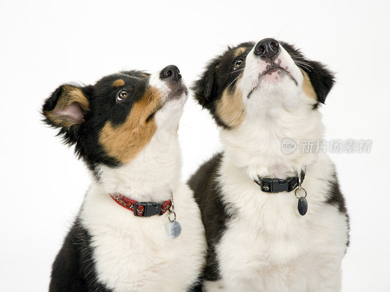 边境牧羊犬幼崽的白色无缝